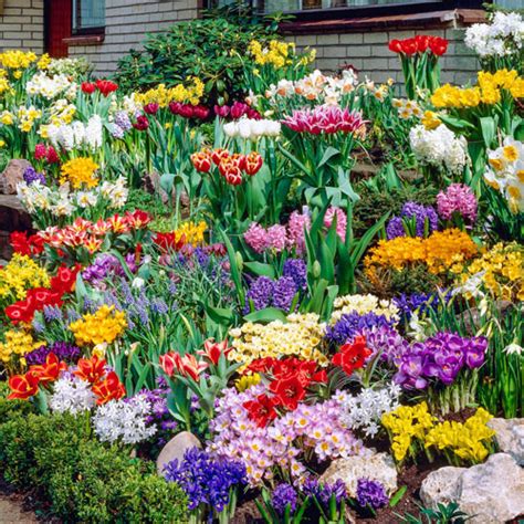 Michigan bulbs - Ship As: 13-15 CM. Spacing: 3 - 6 inches. Spread: 3 - 4 inches. Light Requirements: Full Sun, Partial Shade. Color: Mixed. Foliage Type: Lance-shaped, rich green leaves. Bloom Time: Mid Spring. Flower Form: Multiple florets along an 8-10" stalk. Planting Instructions: Plant at twice the depth of the bulb and 3-6" apart.